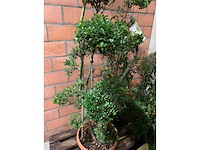 Diverse planten - afbeelding 3 van  4