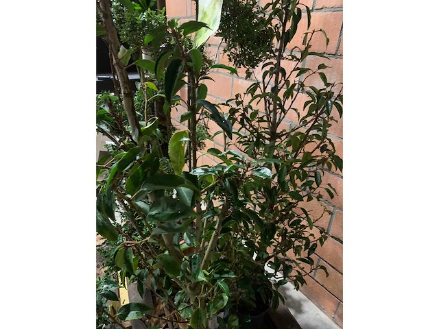 Diverse planten - afbeelding 4 van  4