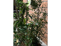 Diverse planten - afbeelding 4 van  4