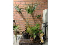 Diverse planten - afbeelding 1 van  4