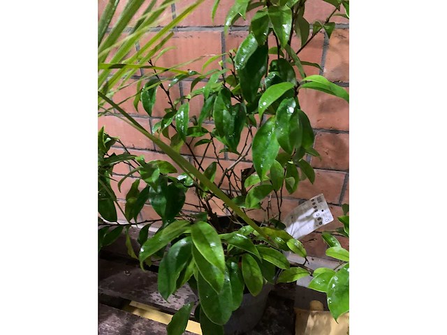 Diverse planten - afbeelding 2 van  4