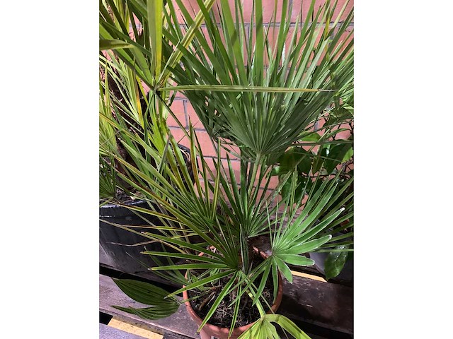 Diverse planten - afbeelding 3 van  4