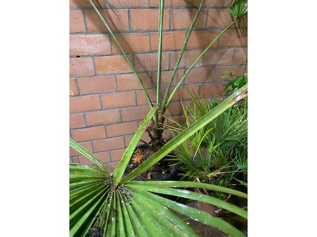 Diverse planten - afbeelding 4 van  4