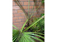 Diverse planten - afbeelding 4 van  4