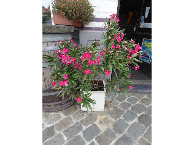 Diverse plantenbakken - afbeelding 2 van  3