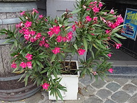 Diverse plantenbakken - afbeelding 2 van  3