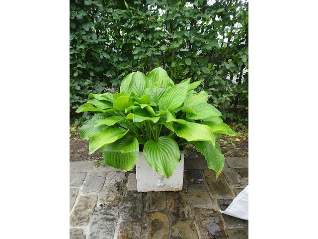 Diverse plantenbakken - afbeelding 3 van  3