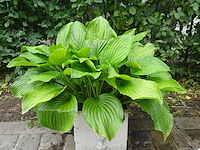 Diverse plantenbakken - afbeelding 3 van  3