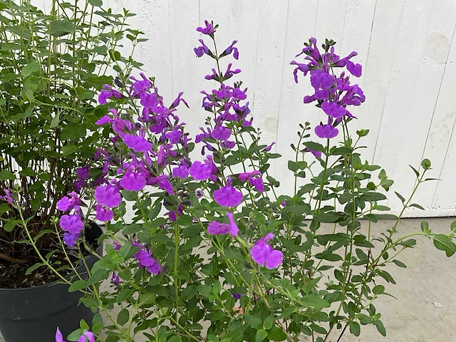 Diverse salvia (50x) - afbeelding 2 van  9