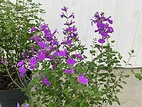 Diverse salvia (50x) - afbeelding 2 van  9