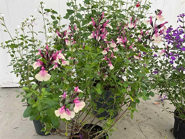 Diverse salvia (50x) - afbeelding 4 van  9