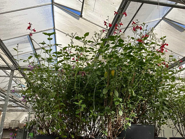 Diverse salvia (50x) - afbeelding 9 van  9