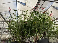 Diverse salvia (50x) - afbeelding 9 van  9