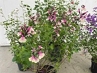 Diverse salvia (50x) - afbeelding 4 van  9
