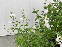Diverse salvia (50x) - afbeelding 5 van  9