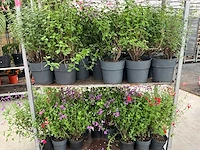 Diverse salvia (50x) - afbeelding 7 van  9