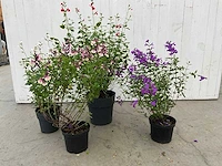 Diverse salvia (50x)
