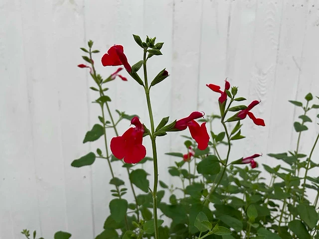 Diverse salvia (50x) - afbeelding 3 van  9