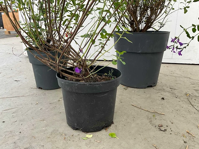 Diverse salvia (50x) - afbeelding 6 van  9