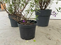 Diverse salvia (50x) - afbeelding 6 van  9