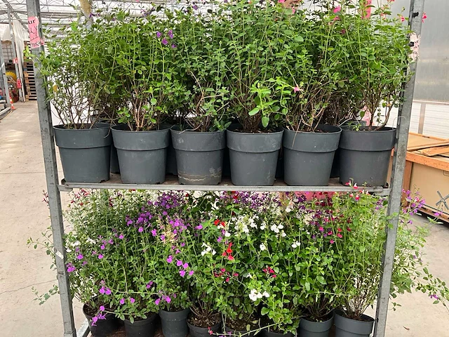 Diverse salvia (50x) - afbeelding 8 van  9