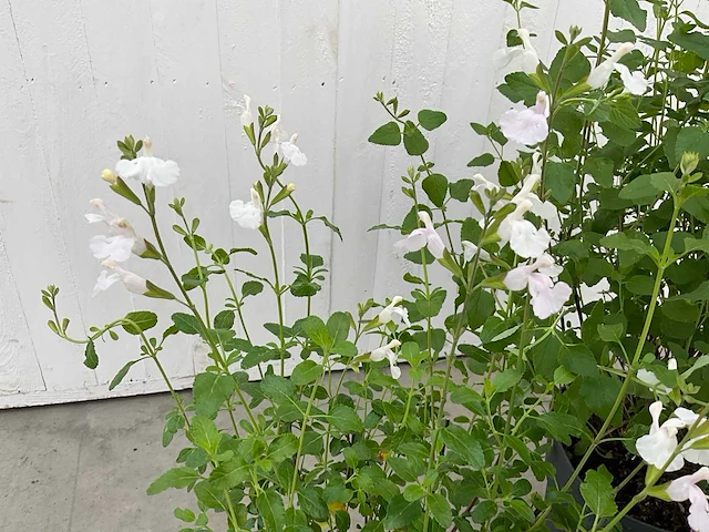 Diverse salvia (50x) - afbeelding 5 van  9
