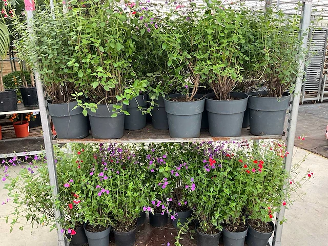 Diverse salvia (50x) - afbeelding 7 van  9