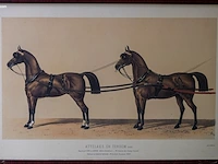 Drie antieke franse kleurenlithografieën van... - afbeelding 2 van  3