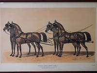 Drie antieke franse kleurenlithografieën van... - afbeelding 3 van  3