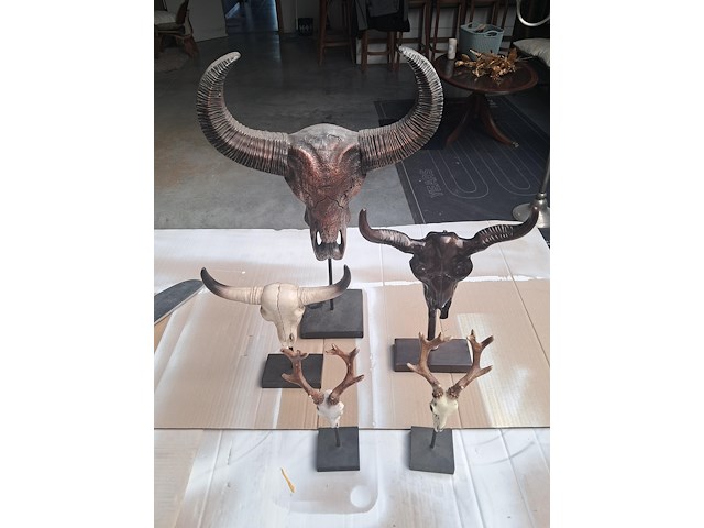 Drie maal buffel op voet + 2 gewei (grootste buffel is 560 mm op 350 mm) - afbeelding 1 van  10