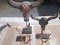 Drie maal buffel op voet + 2 gewei (grootste buffel is 560 mm op 350 mm) - afbeelding 1 van  10