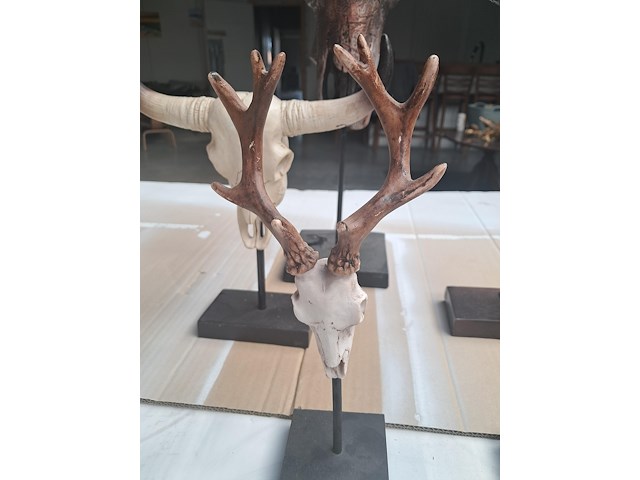 Drie maal buffel op voet + 2 gewei (grootste buffel is 560 mm op 350 mm) - afbeelding 3 van  10