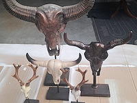 Drie maal buffel op voet + 2 gewei (grootste buffel is 560 mm op 350 mm) - afbeelding 8 van  10