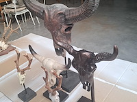 Drie maal buffel op voet + 2 gewei (grootste buffel is 560 mm op 350 mm) - afbeelding 9 van  10