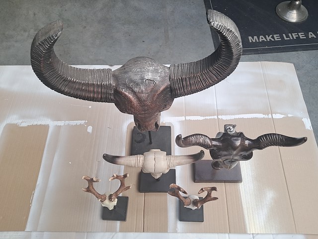 Drie maal buffel op voet + 2 gewei (grootste buffel is 560 mm op 350 mm) - afbeelding 10 van  10