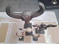 Drie maal buffel op voet + 2 gewei (grootste buffel is 560 mm op 350 mm) - afbeelding 10 van  10
