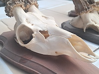 Drie maal hert gewei 370 mm op 150 mm - afbeelding 2 van  7