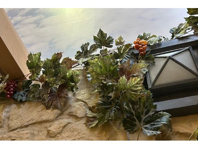 Druivelaar en lichtjes - afbeelding 4 van  5