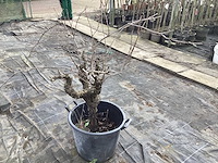 Druivelaars (2x) - afbeelding 2 van  3