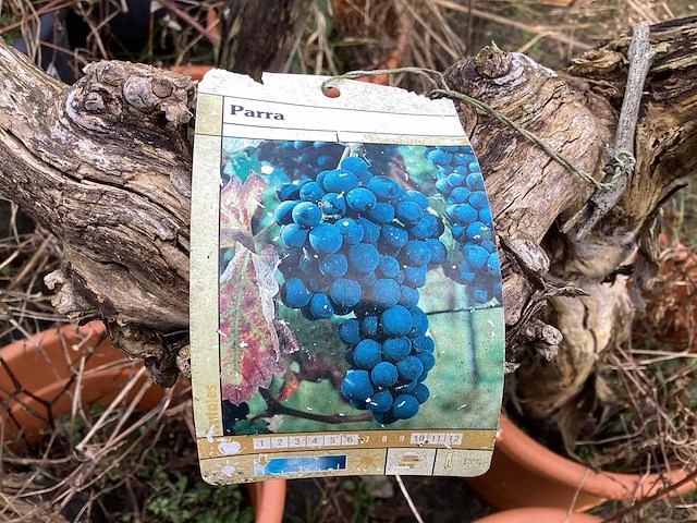 Druivelaars (2x) - afbeelding 1 van  3