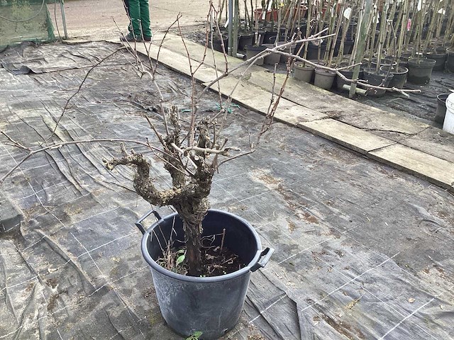 Druivelaars (2x) - afbeelding 2 van  3