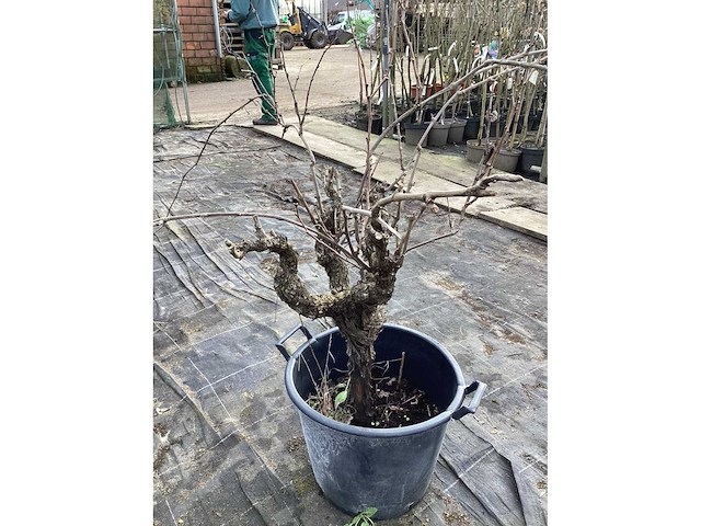 Druivelaars (2x) - afbeelding 3 van  3