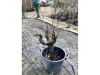 Druivelaars (2x) - afbeelding 3 van  3