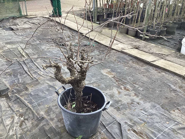 Druivelaars (2x) - afbeelding 2 van  3