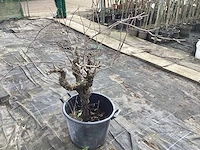 Druivelaars (2x) - afbeelding 2 van  3