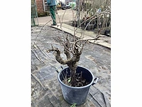 Druivelaars (2x) - afbeelding 3 van  3