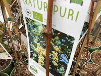 Druiven (x25) - afbeelding 2 van  2