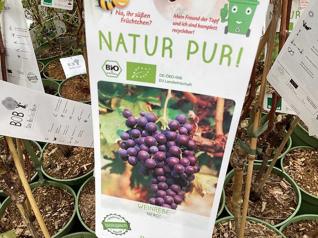 Druiven (x25) - afbeelding 1 van  2