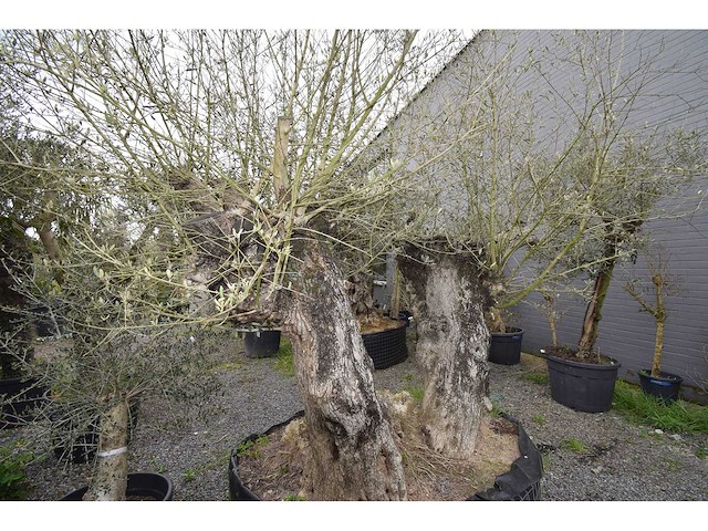 Dubbel trunk old skin - olive tree - afbeelding 1 van  7