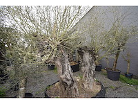 Dubbel trunk old skin - olive tree - afbeelding 1 van  7